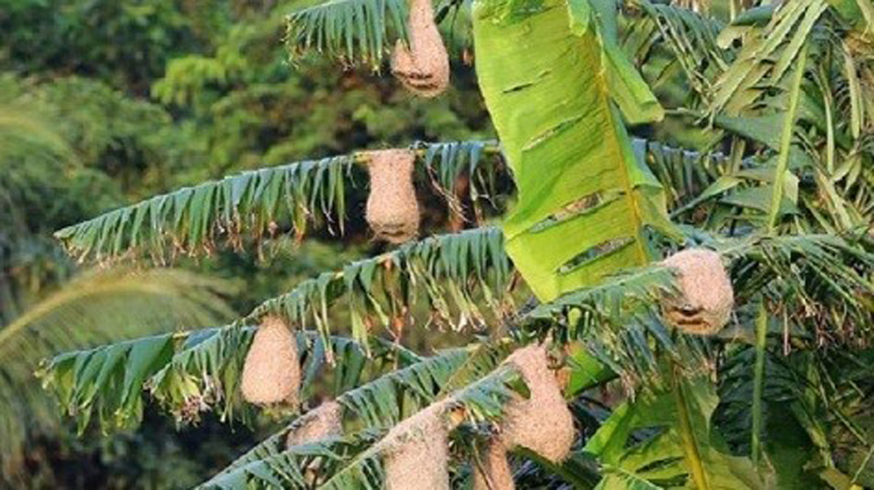 অভ্যাস বদলে বাঁচার চেষ্টা বাবুই পাখিদের