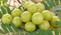 ডায়বেটিস নিয়ন্ত্রণে মহা ওষুধ আমলকী!