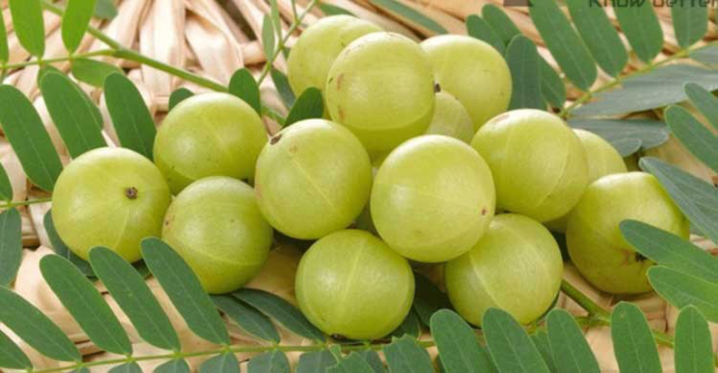 ডায়বেটিস নিয়ন্ত্রণে মহা ওষুধ আমলকী!
