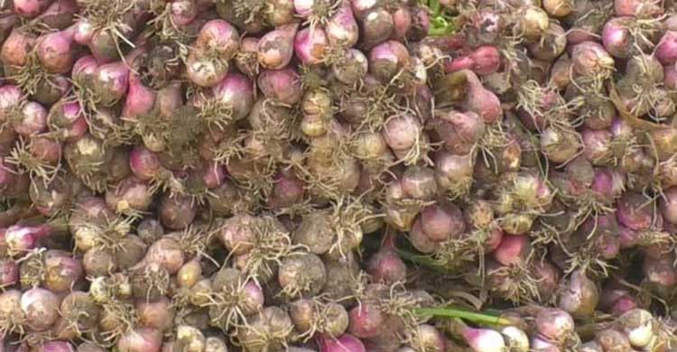 বাজারে নতুন পেঁয়াজ, দাম কমলো ১০০ টাকা