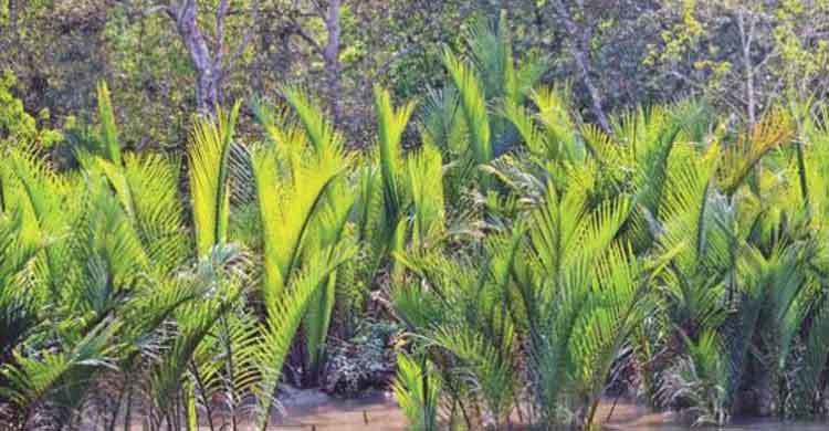 সুন্দরবন বাঁচিয়ে দিল বাংলাদেশকে