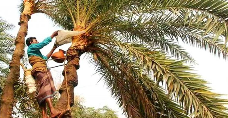 শীতে গ্রামবাংলার চাষীদের বৈচিত্র্যপূর্ণ উৎসবের প্রধান খেজুর রস