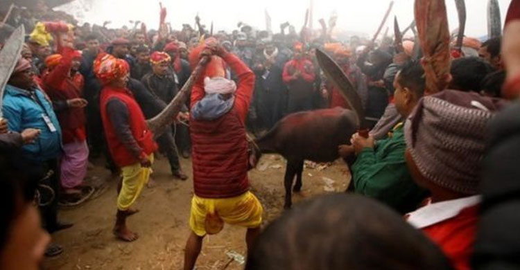 বিশ্বের সবচেয়ে বড় ‘রক্তাক্ত’ উৎসব নেপালে